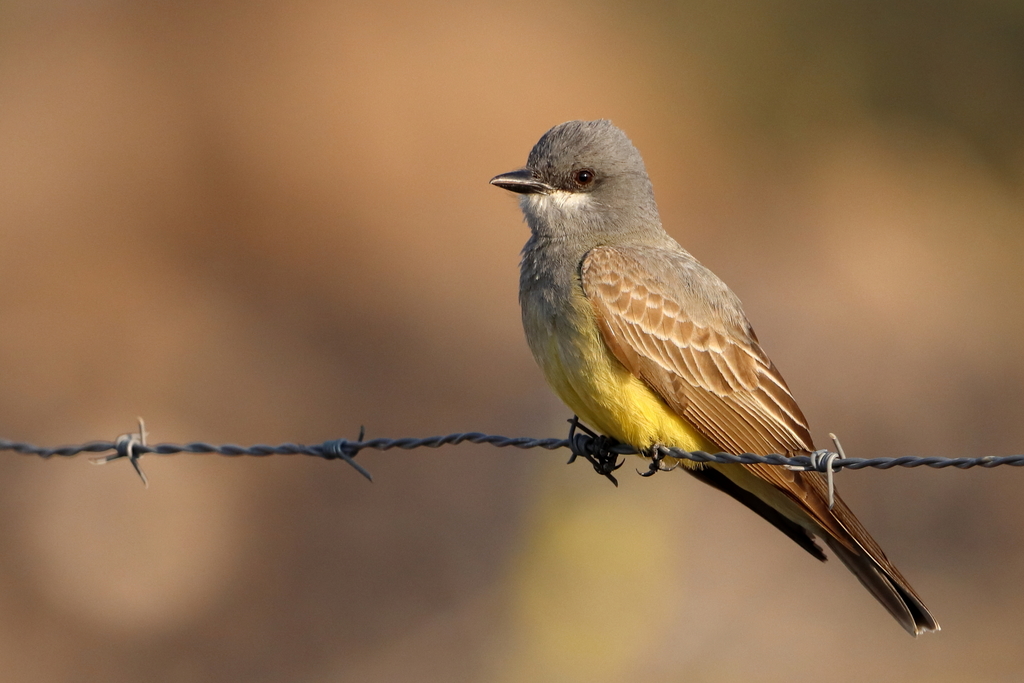 Cassin's Kingbird (Tyrannus vociferans)