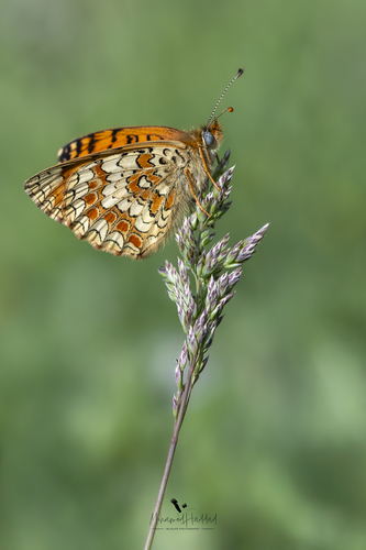 Aetherie Fritillary