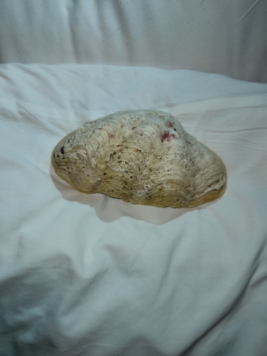 Tridacna maxima