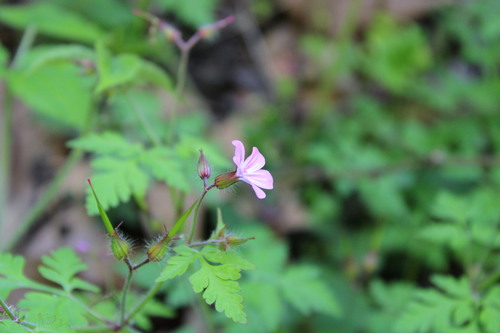 Herb Robert