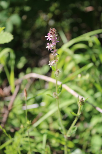 Small-flowered Catchfly