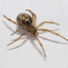 Marbled Cobweb Spider - Photo (c) Owen Ridgen, all rights reserved, uploaded by Owen Ridgen