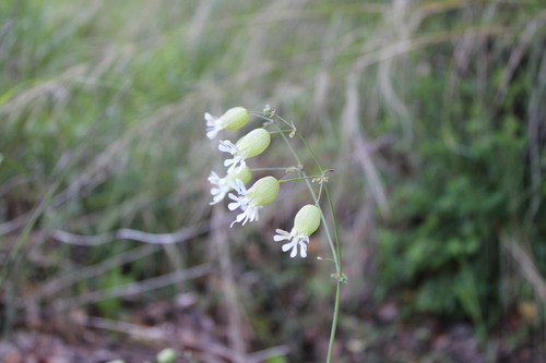 bladder campion
