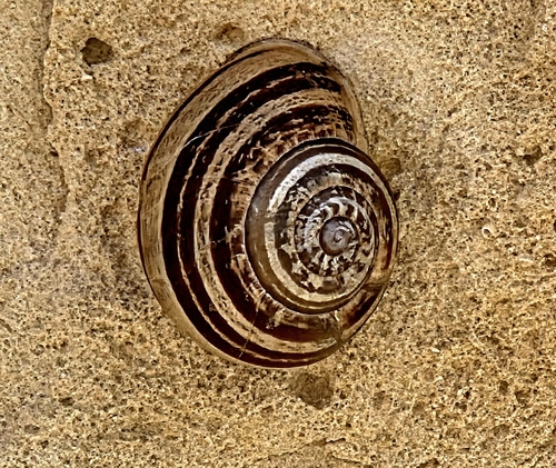 Eobania vermiculata