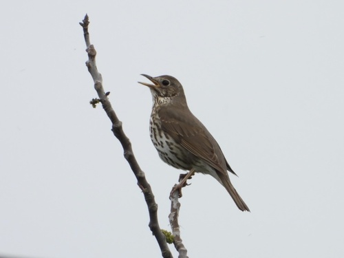 Song Thrush