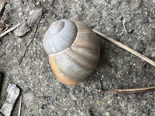 Helix lutescens