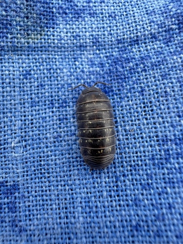 Common Pill Woodlouse