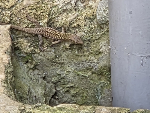 Italian Wall Lizard
