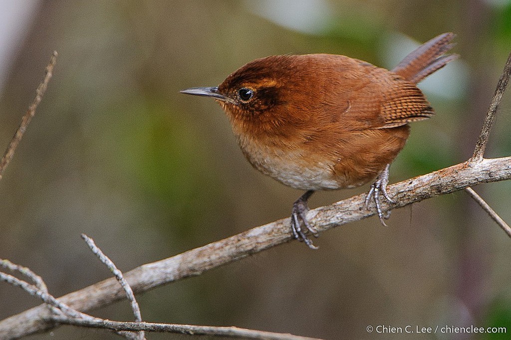 Tepui Wren (Troglodytes rufulus) photo