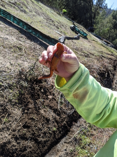 iNaturalist observation photo of Sierra Newt