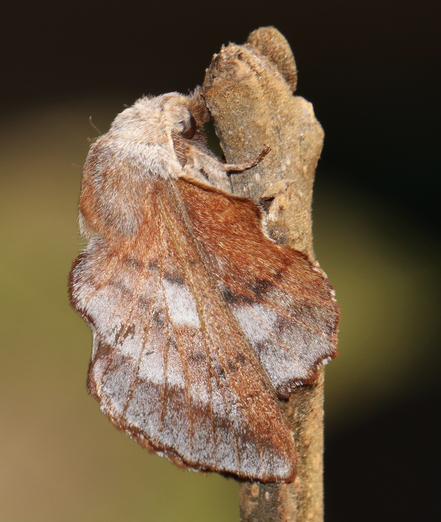 Lappet Moth