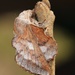 Phyllodesma americana - Photo (c) Faith Reaves, todos los derechos reservados, subido por Faith Reaves