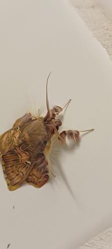 Walker's Moth