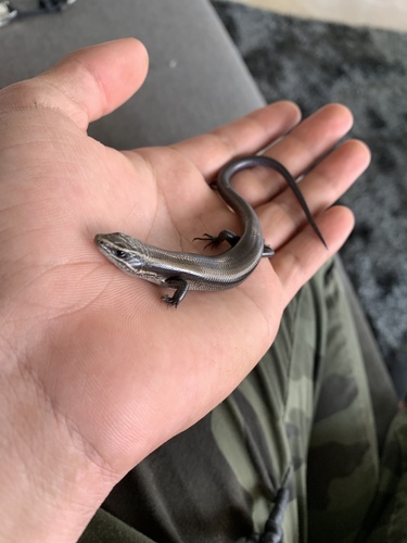 Cuernavaca Shortnose Skink