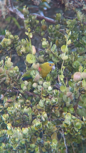 Indigo-winged Parrot