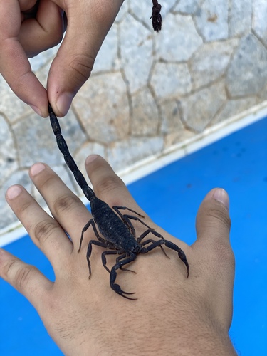 Centruroides nigrescens