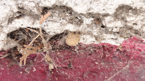 Brown Widow