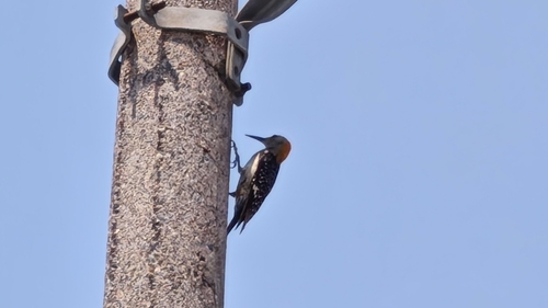 Golden-fronted Woodpecker