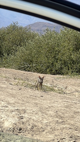Sechuran Fox