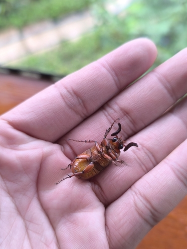 Megistophylla andrewesi