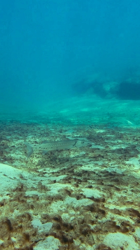 Sphyraena barracuda