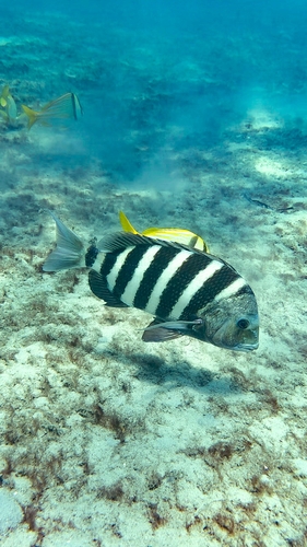 Archosargus probatocephalus
