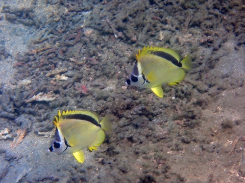 Black-nosed Butterflyfish