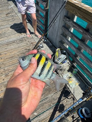 Abudefduf saxatilis