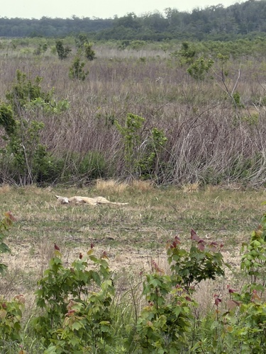 Red Wolf observed by andreana