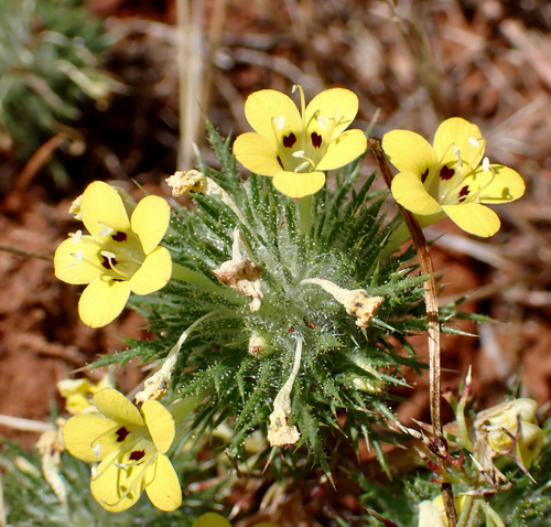 Navarretia nigelliformis ssp. nigelliformis