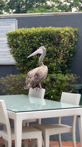 Spot-billed Pelican