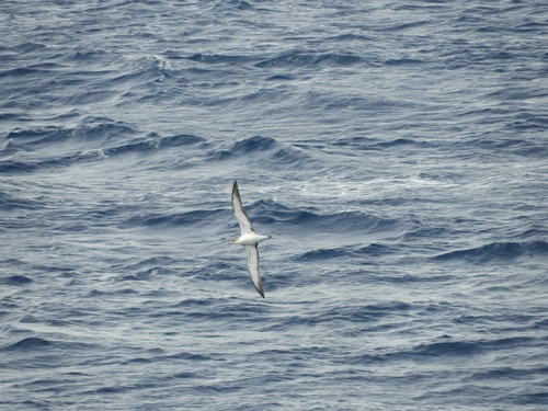 Scopoli's Shearwater