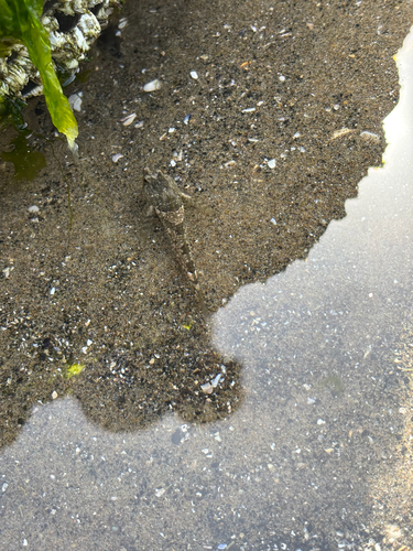 Oligocottus maculosus