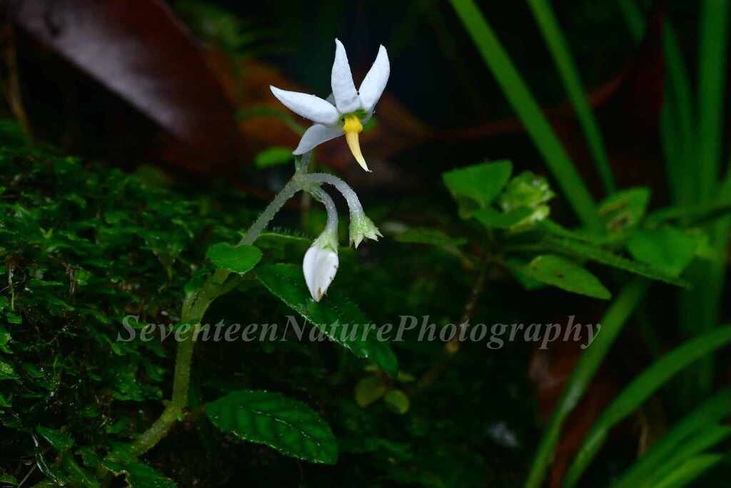 Argostemma discolor (Argostemma discolor)
