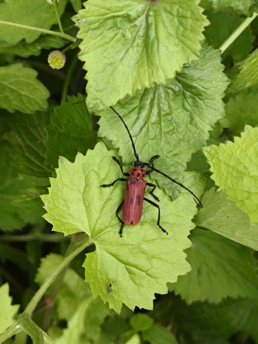 Red Longicorn Beetle