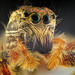 Salticoid Spiders - Photo (c) José C. Espinoza, all rights reserved, uploaded by José C. Espinoza