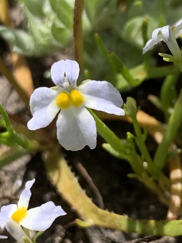 iNaturalist observation photo of toothed calicoflower