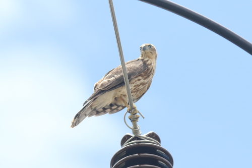 Shikra