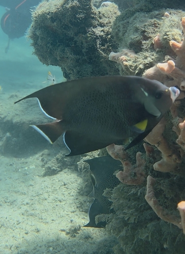 Pomacanthus arcuatus