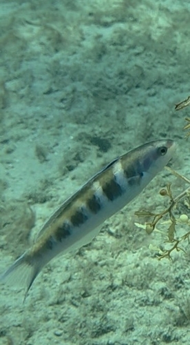 Thalassoma bifasciatum