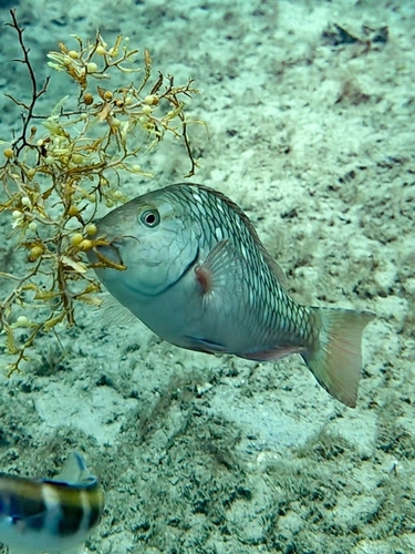 Sparisoma viride