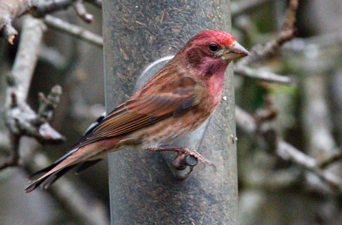 Purple Finch (Birds of San Mateo County) · iNaturalist