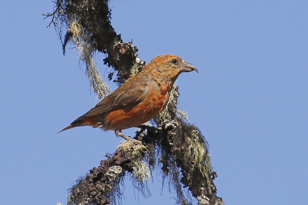 Red Crossbill (Birds of San Mateo County) · iNaturalist