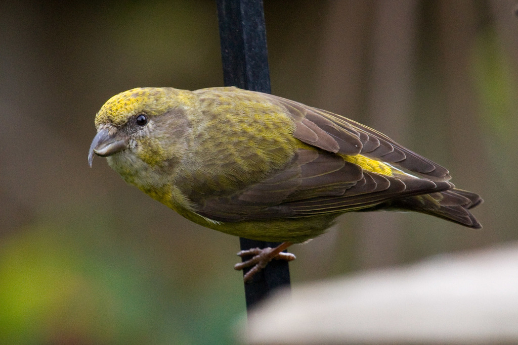 Red Crossbill (Birds of San Mateo County) · iNaturalist