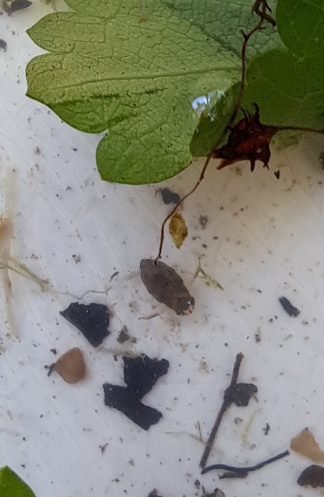 Micronecta Raccolte Micronecta from Ngwathe Local Municipality, South Africa on May 9, 2026 ...