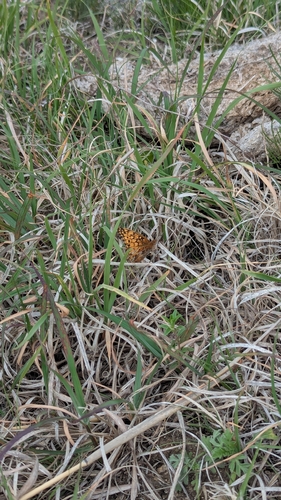 Variegated Fritillary