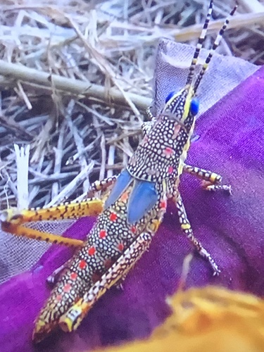 Painted Grasshopper