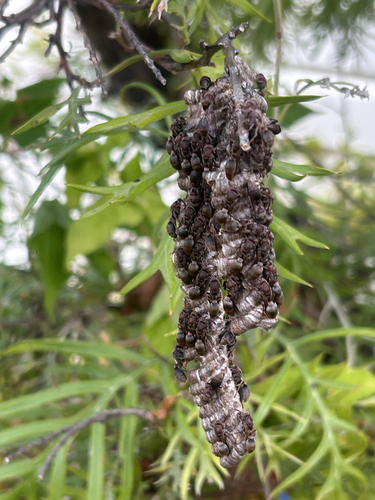Stick-nest Brown Paper Wasp
