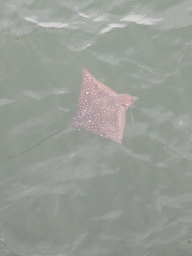 Aetobatus ocellatus