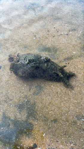 Aplysia argus